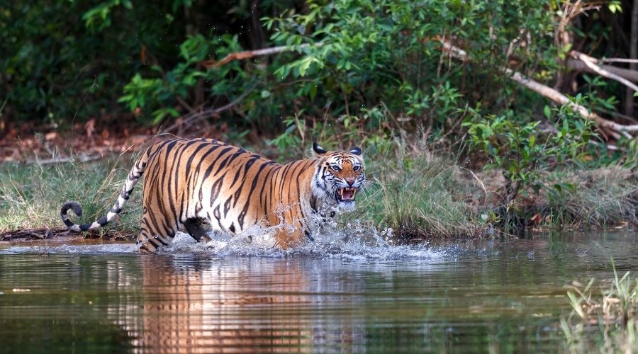 Bandhavgarh National Park