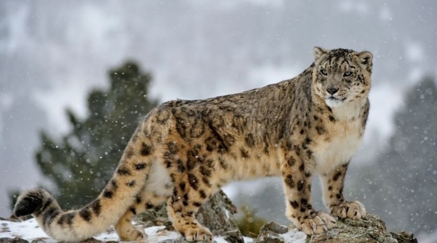 Hemis National Park