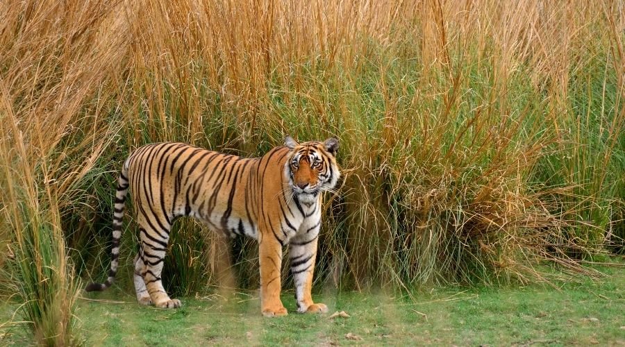 Ranthambore Safari