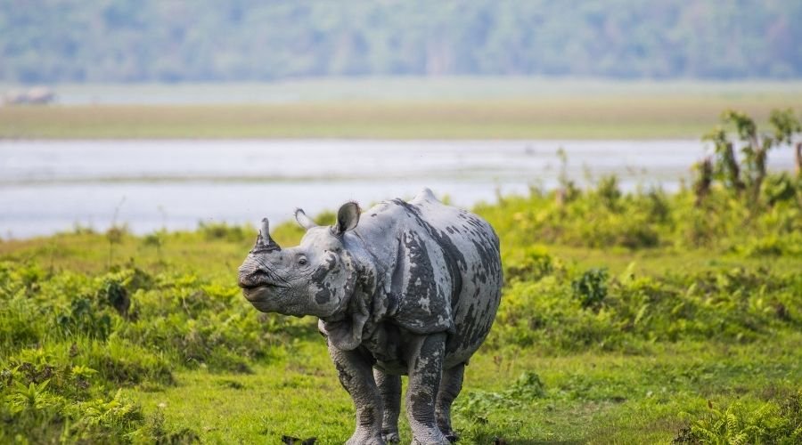 Kaziranga National Park